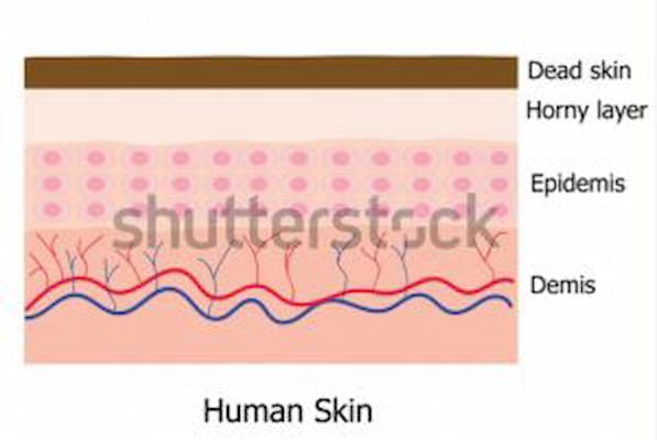 ساختار پوست انسان