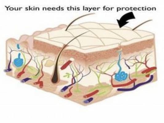 ساختار پوست